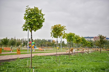 В Бишкеке горожане сами высаживают целые парки
